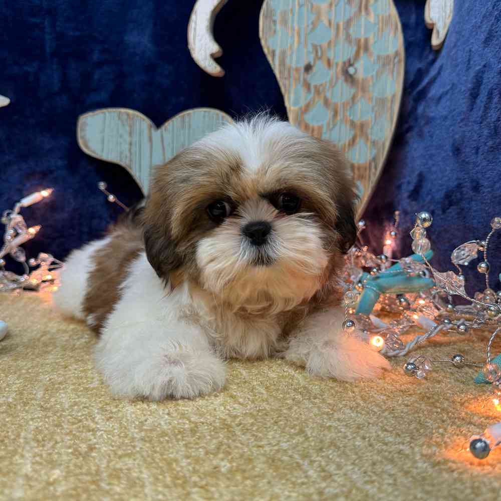 carousel pet images