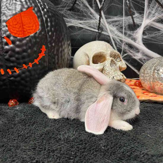 Flemish Giant Holland Lop Mix