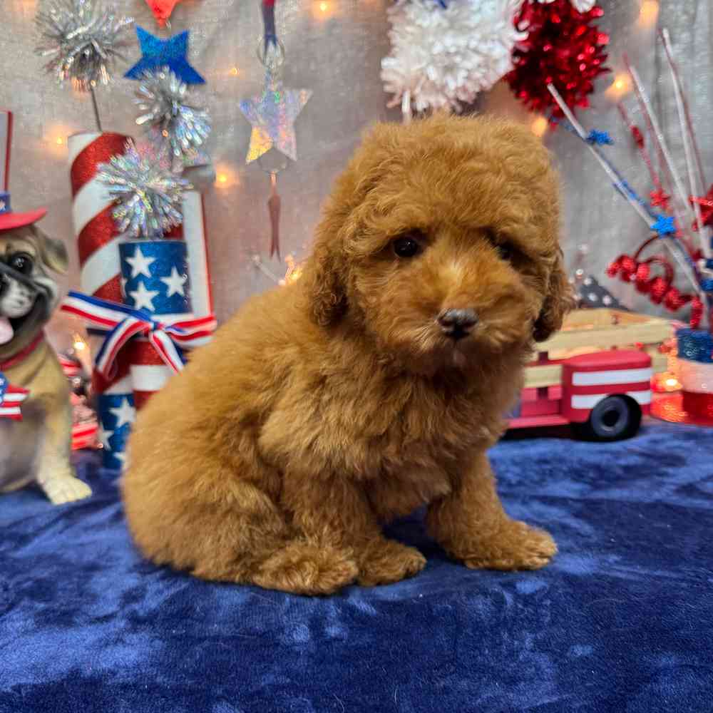 carousel pet images