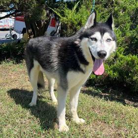 Siberian Husky