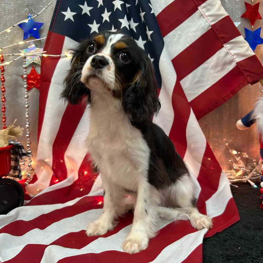 carousel pet images