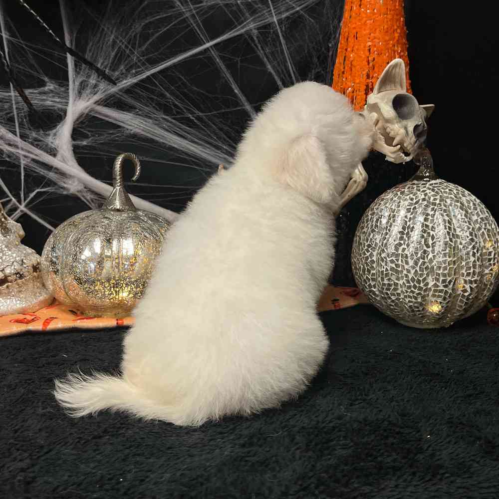carousel pet images