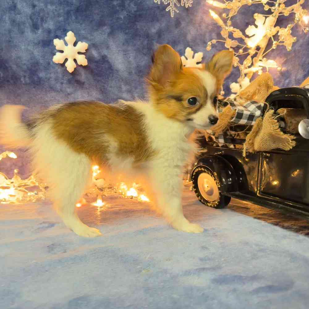 carousel pet images