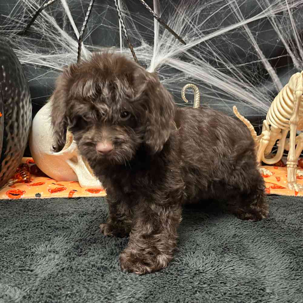 carousel pet images