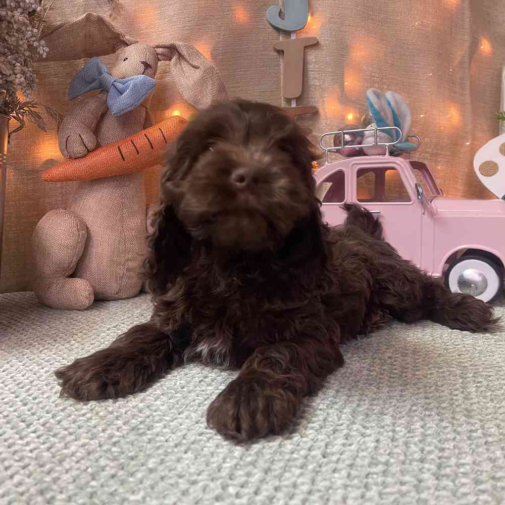 carousel pet images