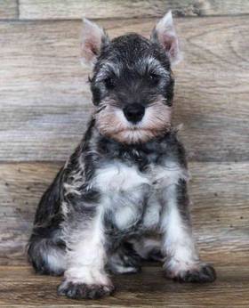 Mini Schnauzer