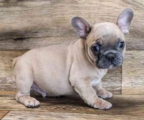 French Bulldog
