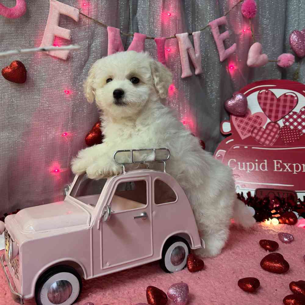 carousel pet images