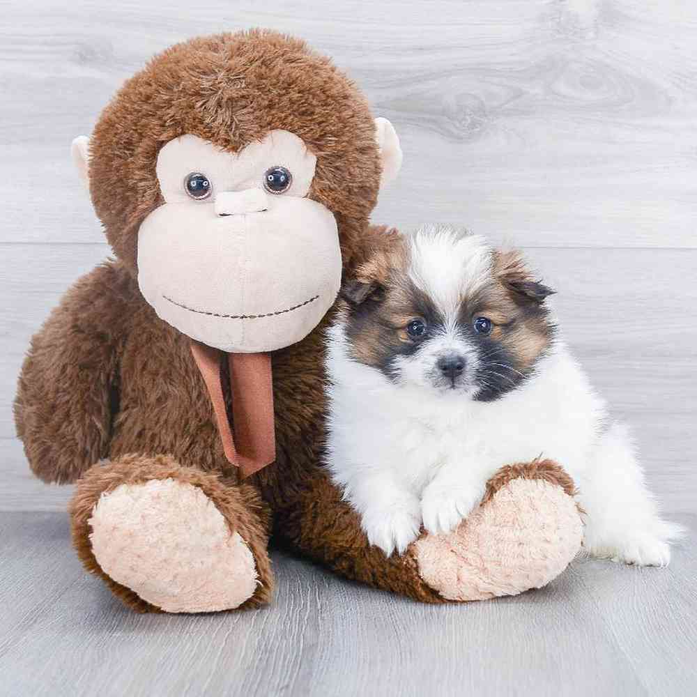 carousel pet images