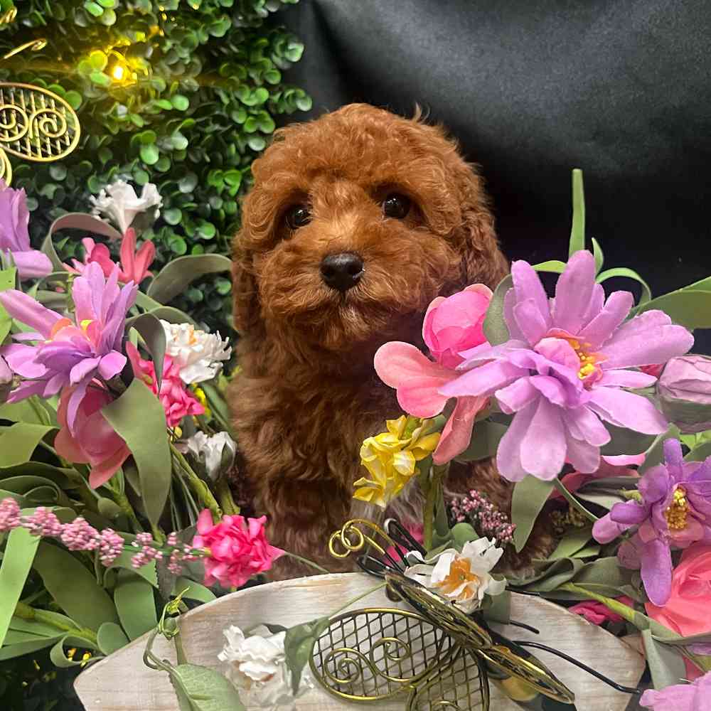 carousel pet images