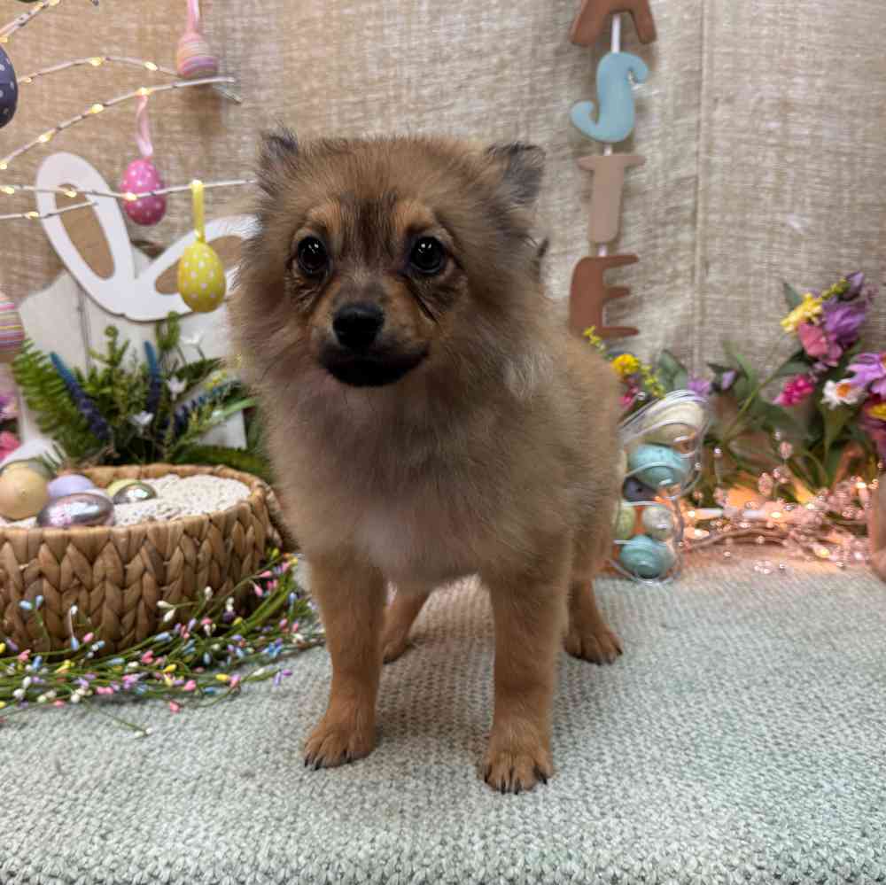 carousel pet images