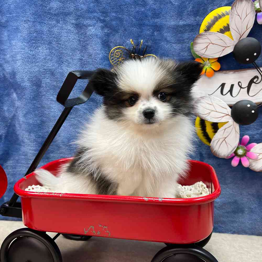 carousel pet images
