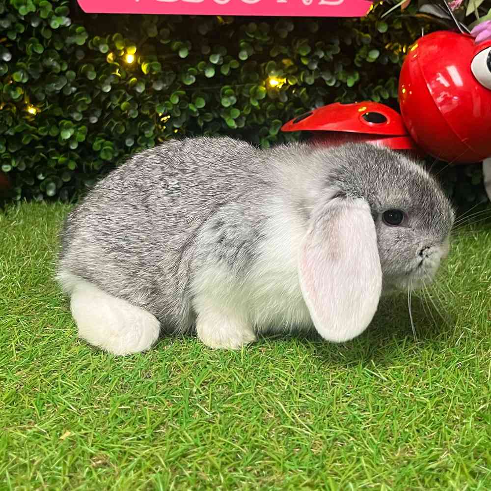 carousel pet images