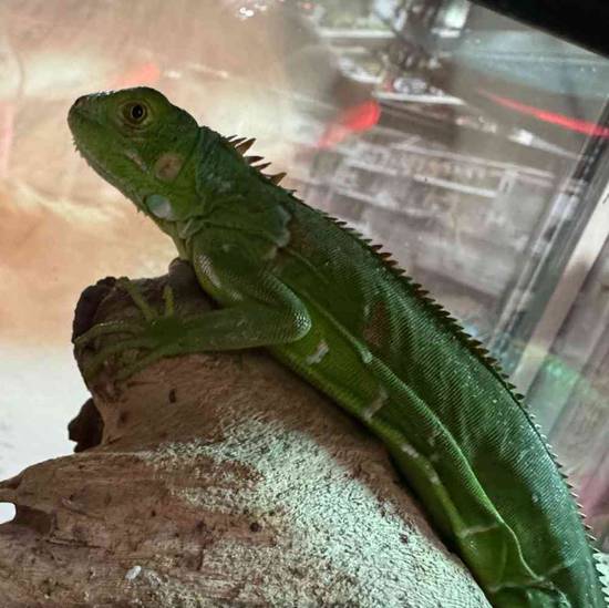 Iguana