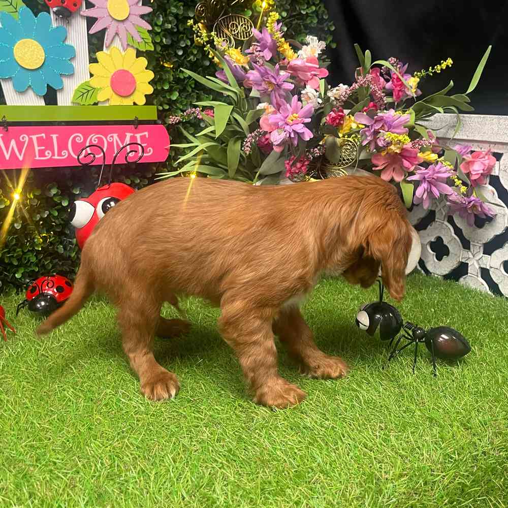 carousel pet images