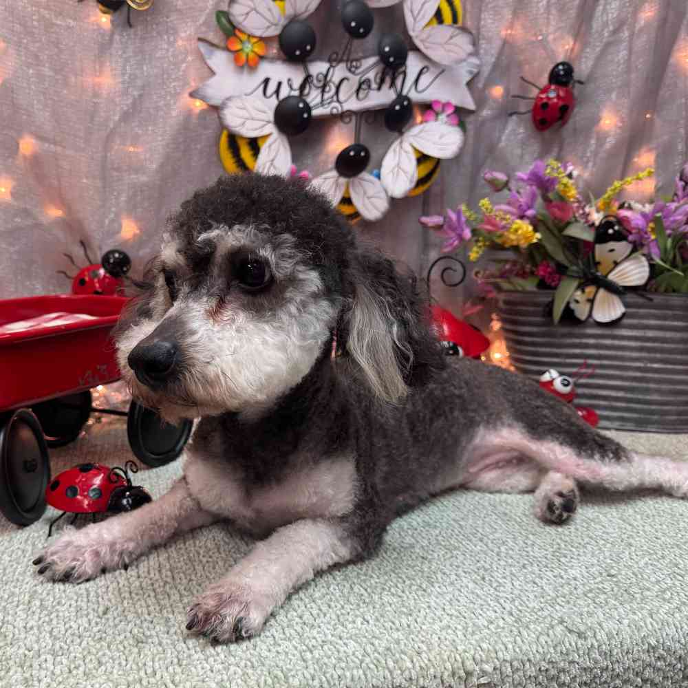 carousel pet images
