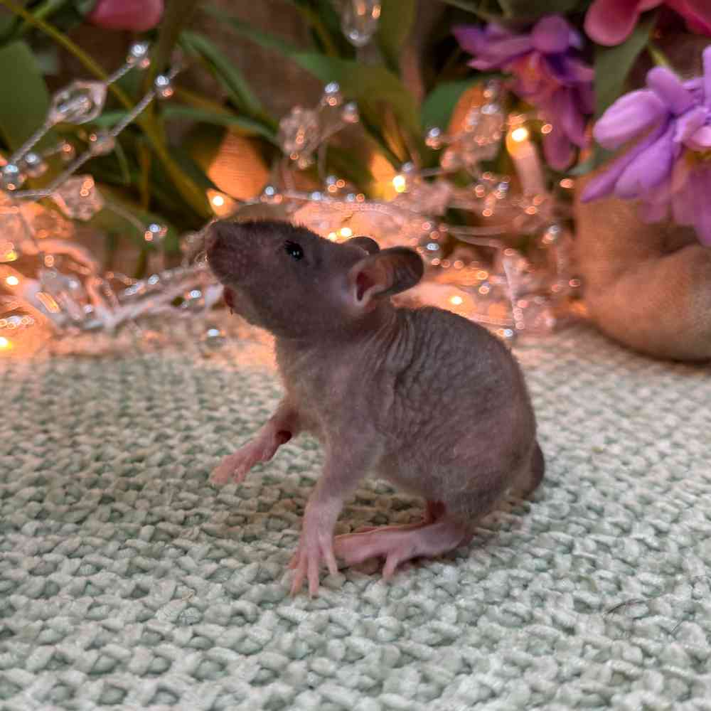 carousel pet images