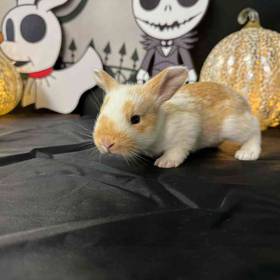 Flemish Giant Mix