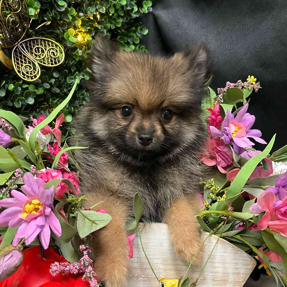carousel pet images