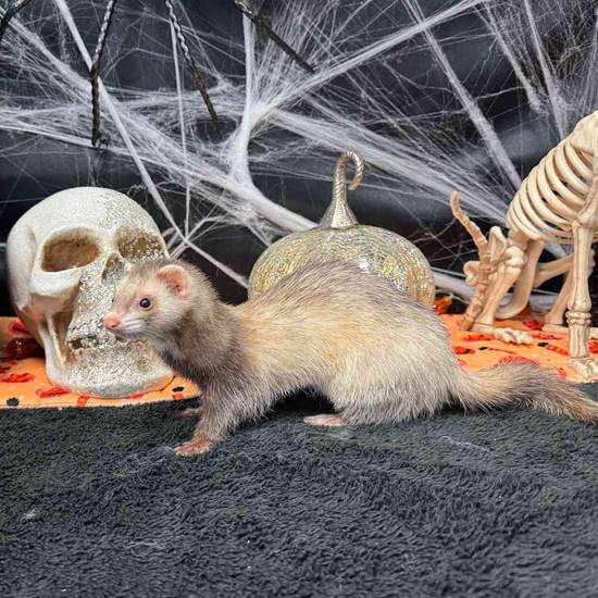 Ferret