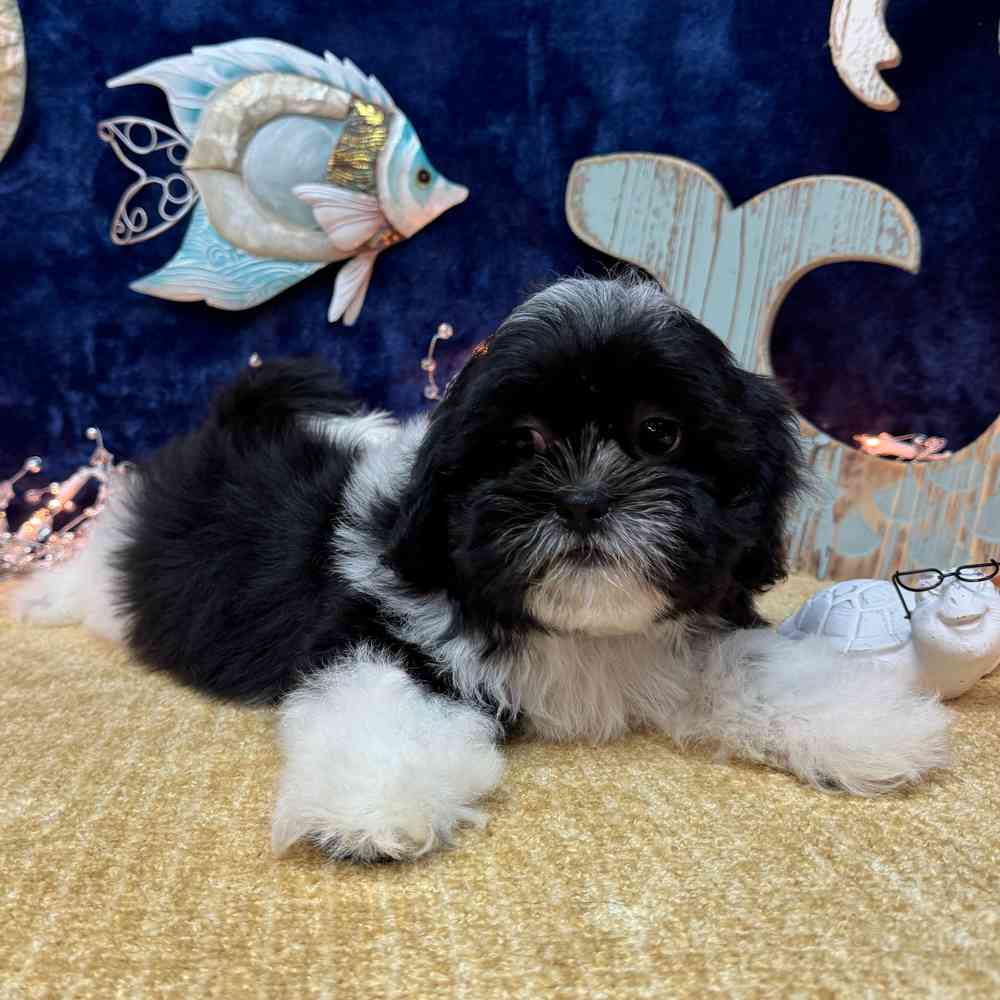 carousel pet images