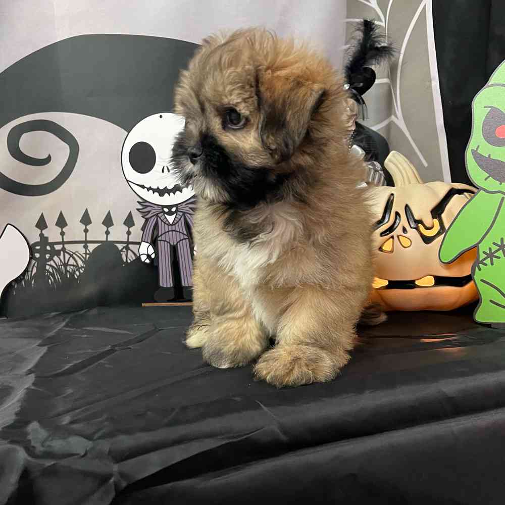 carousel pet images