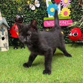 Domestic Kitten