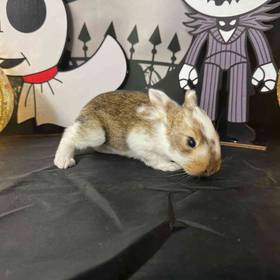 Flemish Giant Mix
