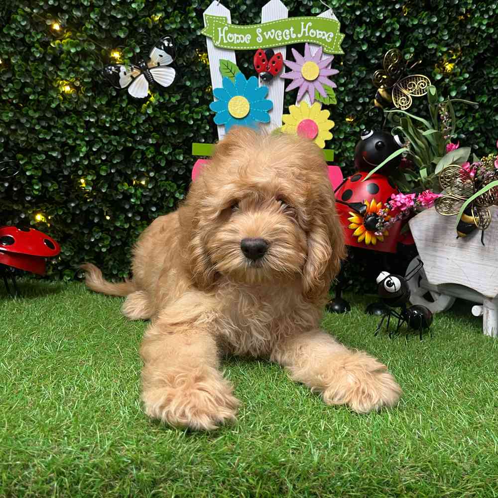 carousel pet images