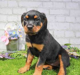 Rottweiler
