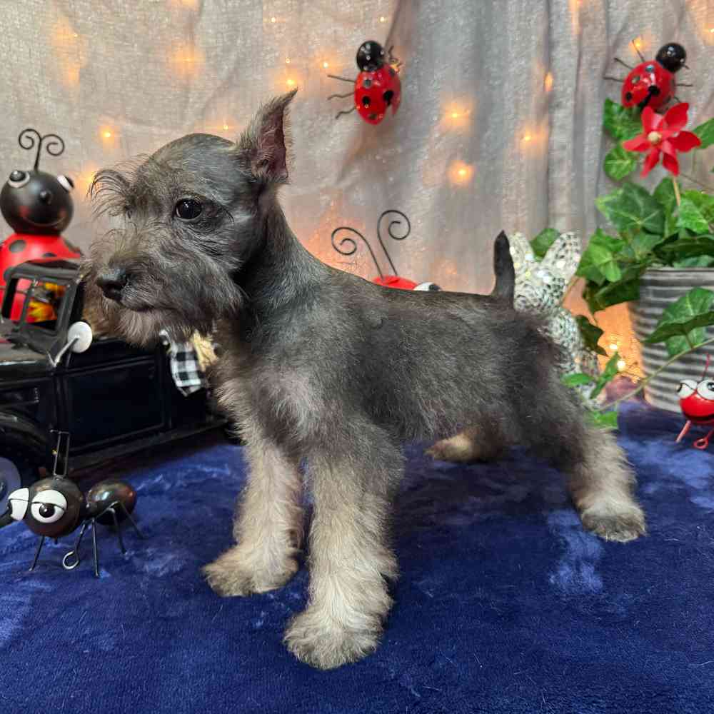 carousel pet images