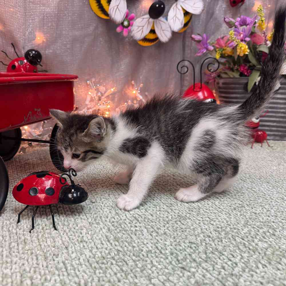Image of a pet breed in the gallery