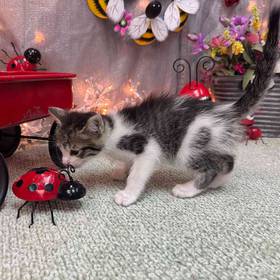 Domestic Kitten
