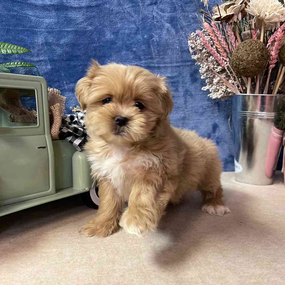 carousel pet images