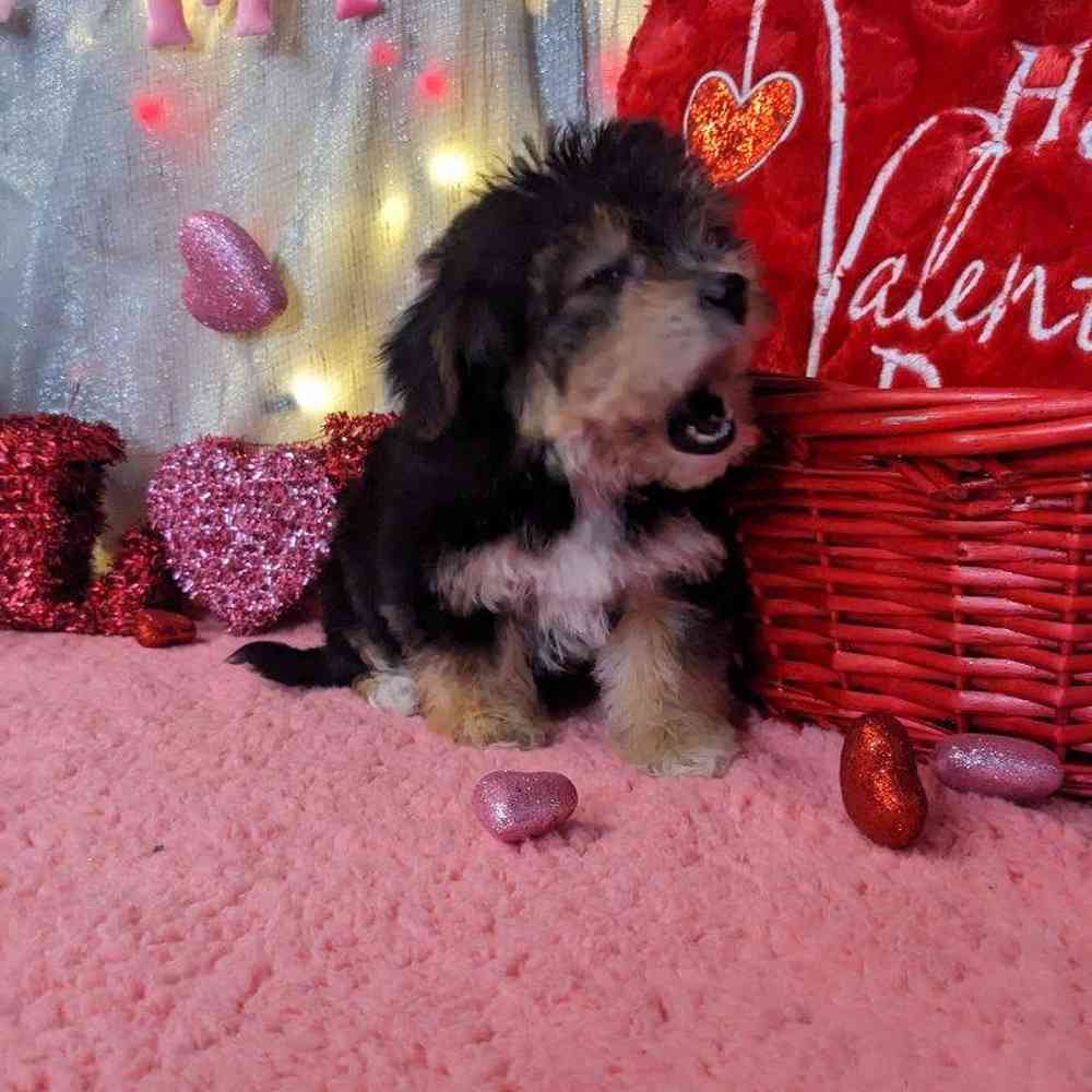 carousel pet images