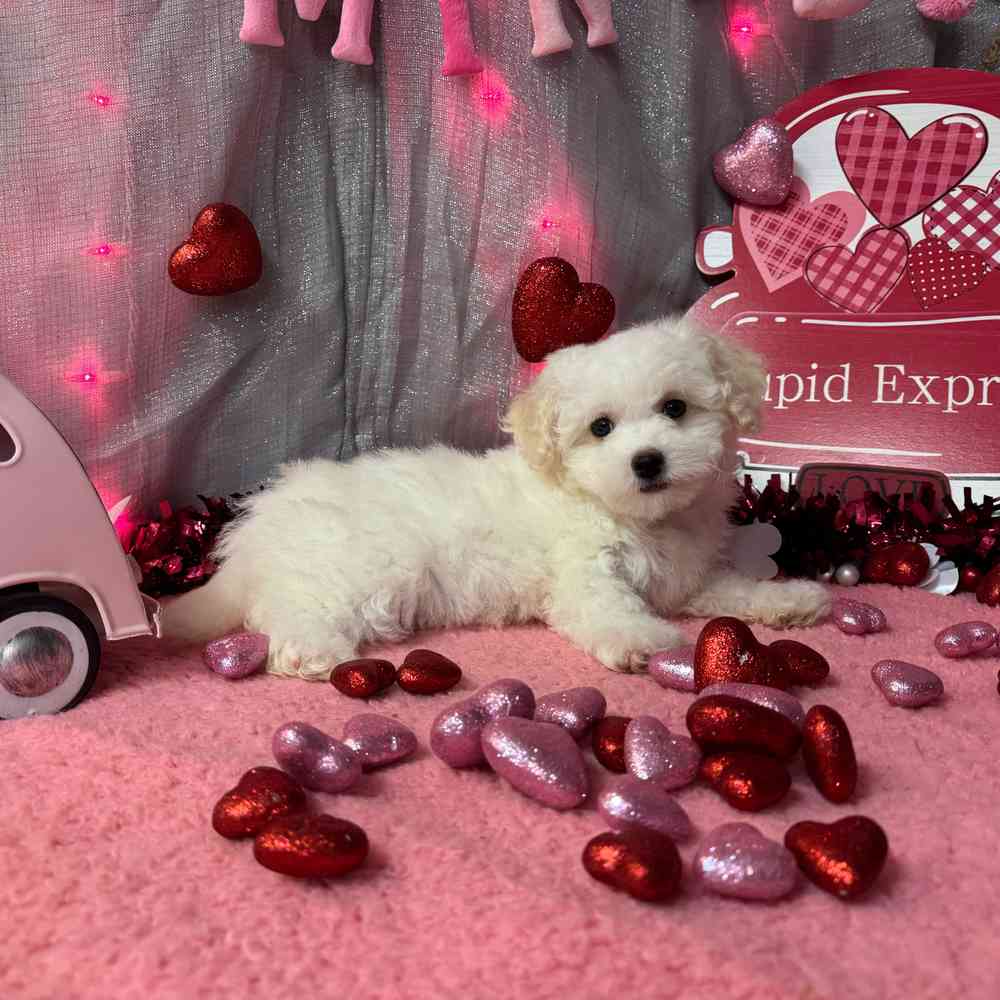 carousel pet images