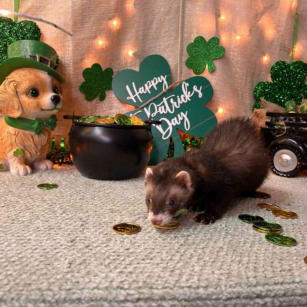 carousel pet images