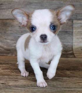 Chihuahua