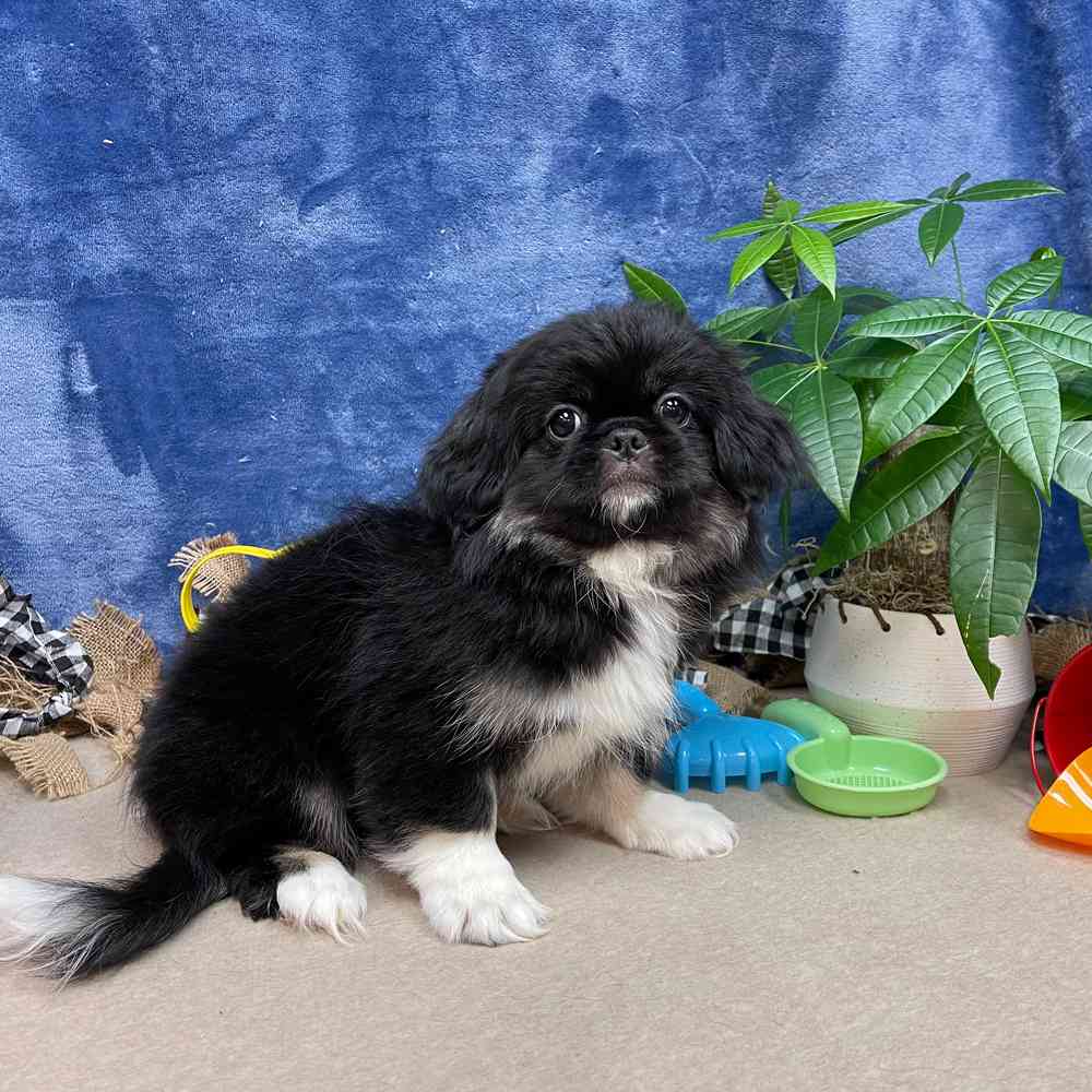 carousel pet images