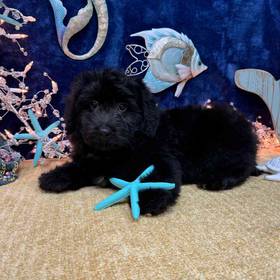 Mini Bernedoodle