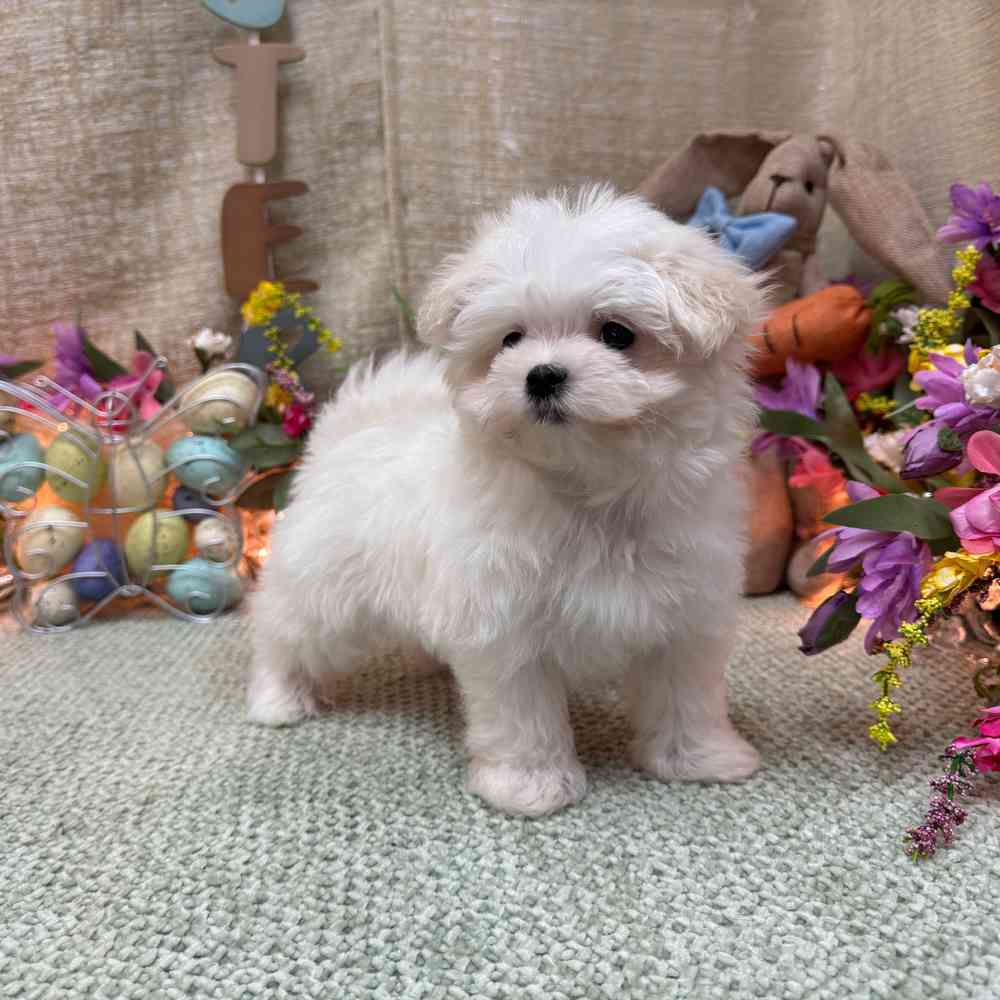 carousel pet images