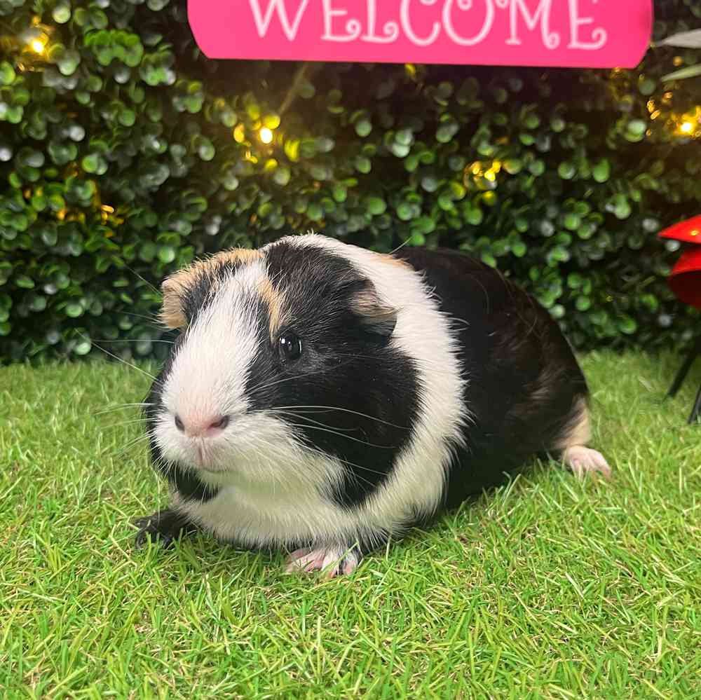 carousel pet images