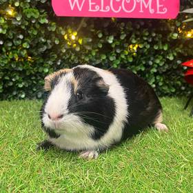 Adoption Guinea Pig