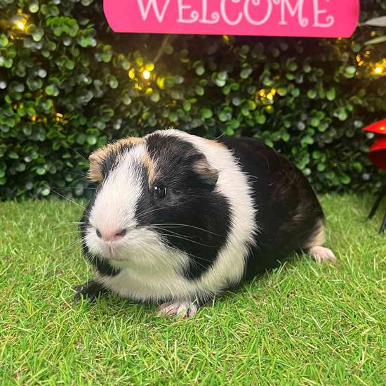 Adoption Guinea Pig