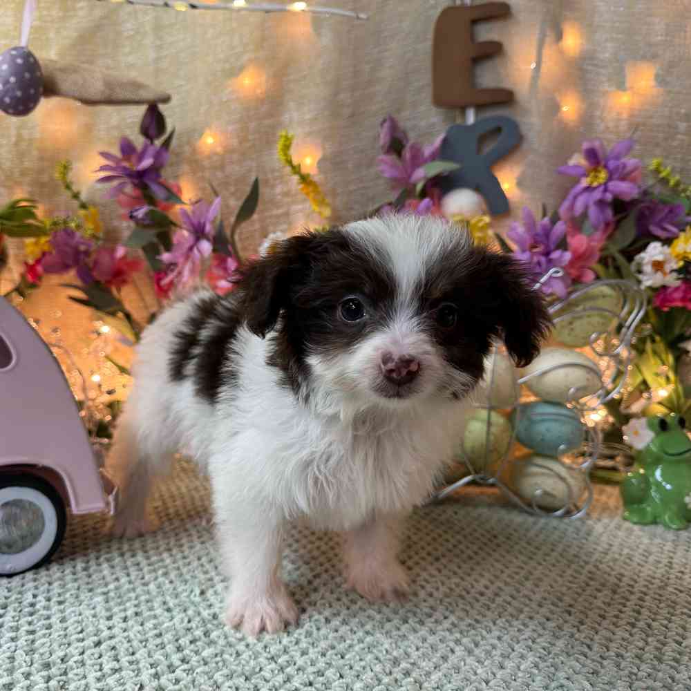 carousel pet images