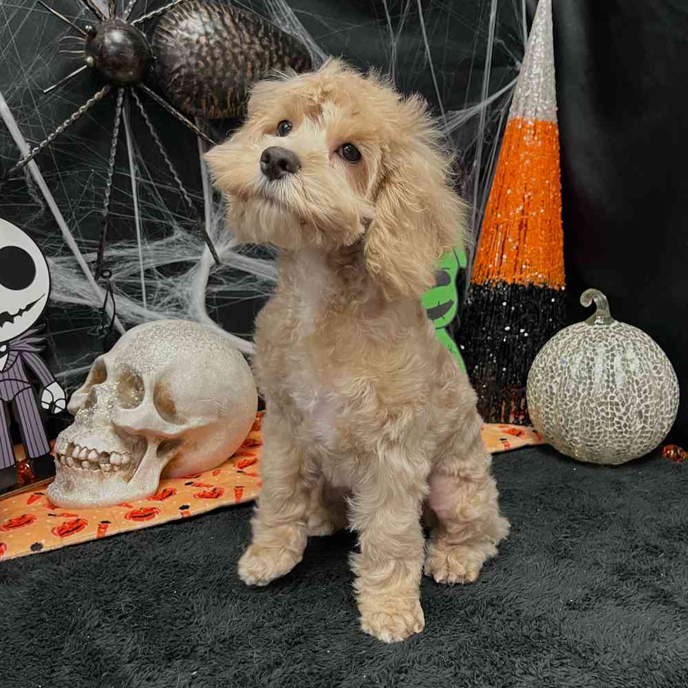 carousel pet images