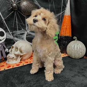 Cockapoo
