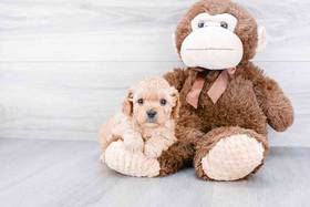 Cavapoo