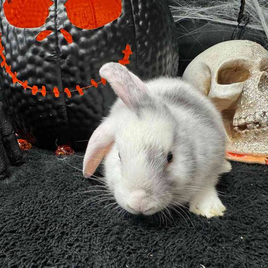 Flemish Giant Holland Lop Mix