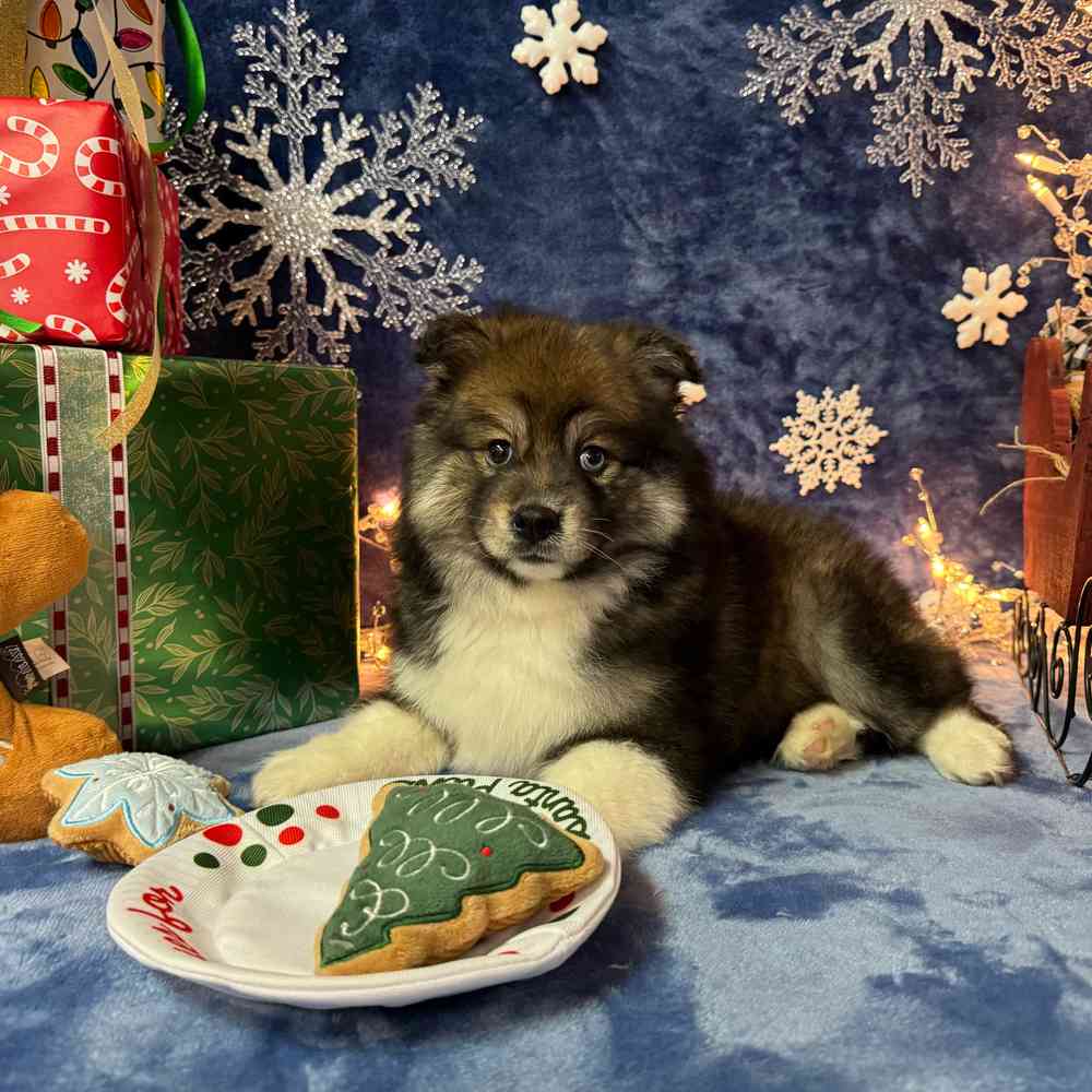 carousel pet images